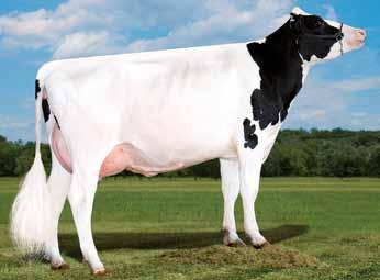 Robust della sorella piena di AltaMeteor GPFT 2713 NM$ +722 Il miglior POLLED-KBB disponibile Powerball x Supersire x Bookem Tanto latte di alta qualità GTPI 2620 NM$ +766 Meli-View Merci 5558