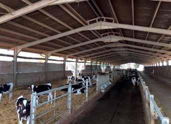 A MACCARESE RISULTATI REALI E CONCRETI Nell azienda Maccarese il tasso di concepimento è del 44% su base annua con oltre 1200 prime inseminazioni delle vacche in lattazione.