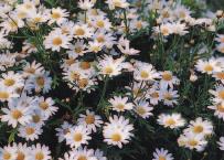 Dianthus Felicia