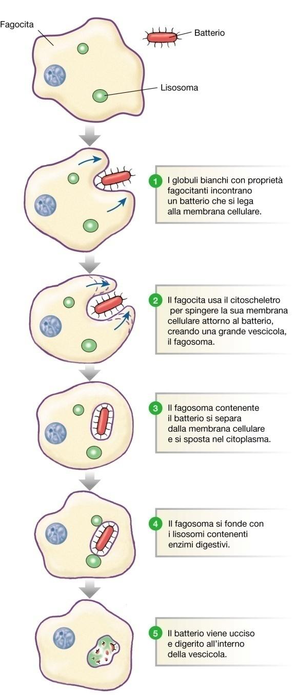 FAGOCITOSI Meccanismo utilizzato dai fagociti per distruggere