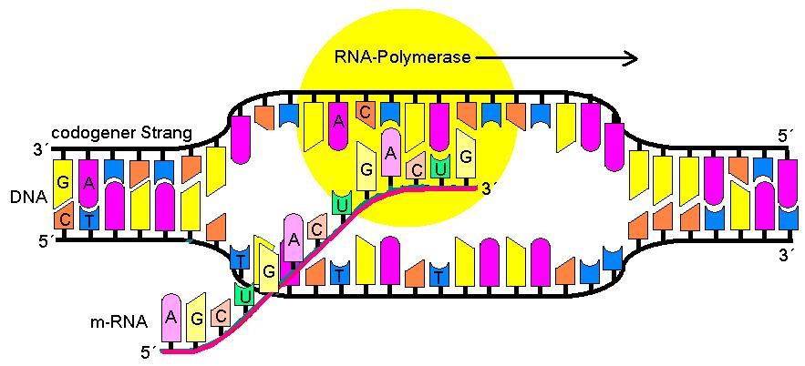 Trascrizione: Cosa: da DNA a RNAs