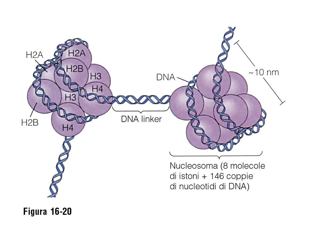 Gli istoni, (H1, H2A, H2B, H3, H4), che rappresentano la maggior parte delle proteine legate al DNA, formano il nucleosoma su cui si avvolge per due giri e mezzo il filamento di DNA (200 paia di