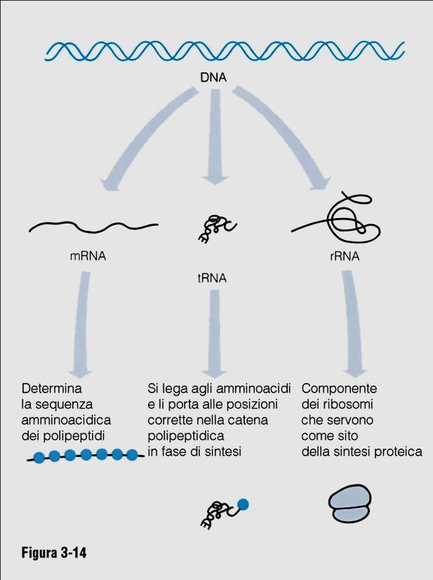 DNA E l acido desossiribonucleico e