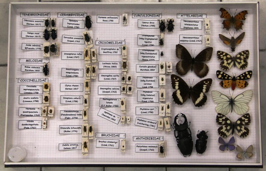 degli insetti. In un momento successivo il docente illustrerà i criteri per la progettazione e la successiva realizzazione di una scatola entomologica. Figura 13. Esempi di scatole entomologiche.