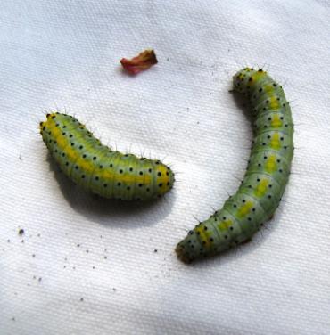 In alto a destra: ninfa di ortottero tettigonide. Nelle immagini rimanenti, esempi di larve di lepidotteri (Foto: S. Battistella).