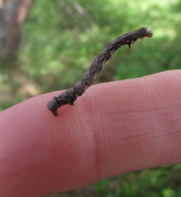 abbandonare gli ambienti umidi e diffondersi in nuovi habitat. 3 Tra gli invertebrati gli insetti sono gli unici a poter realmente volare.