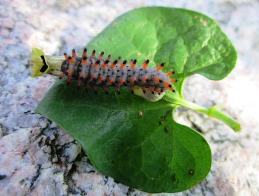 4 La metamorfosi gioca un ruolo fondamentale per il successo evolutivo degli insetti.