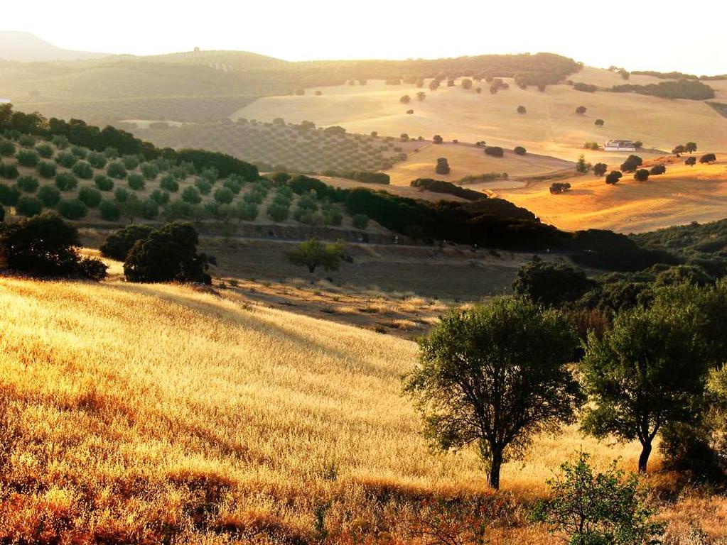 Produzione Mondiale Cereali Milioni di Ettari ANNO 2006