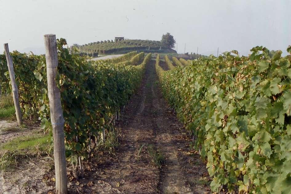 Quali azioni intraprendere? Il paesaggio del vino astigiano deve continuare a manifestare chiari caratteri di ruralità,, intesi come equilibrato insieme di elementi naturali e presenza antropica.