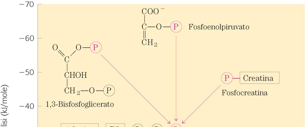 FOSFOCREATINA una FONTE ADDIZIONALE di ATP nelle Fibre Bianche