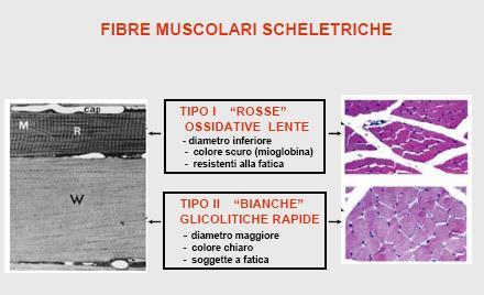 Lente Metabolismo aerobico Molta mioglobina (ROSSE) Molti mitocondri Elevata vascolarizzazione Contrazione prolungata
