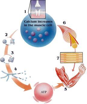 Calmodulina e CAM chimasi Demolizione glicogeno Attivazione glicolisi Idrolisi dei trigliceridi β-ossidazione AG Conversione di corpi chetonici in Acetil-CoA Attivazione Ciclo di Krebs CONSUMO DI O 2