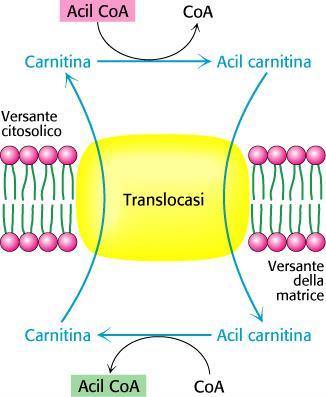 Malonil CoA Viene inibito il trasporto degli AG nel mitocondrio Pi H 2 O Protein fosfatasi -1 Insulina Elevate concentrazioni di