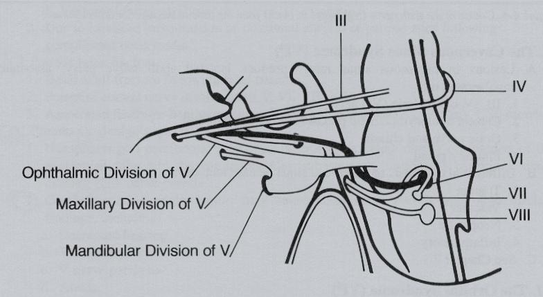 ANATOMIA DEL 6 NERVO CRANICO Divisione Oftalmica del V Divisione Mascellare