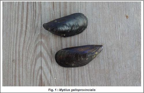 Molluschi bivalvi - mitili Nel bacino del Mediterraneo viene allevato Mytilus galloprovincialis, lungo le coste atlantiche dei Paesi europei viene allevato il Mytilus edulis Queste due specie sono