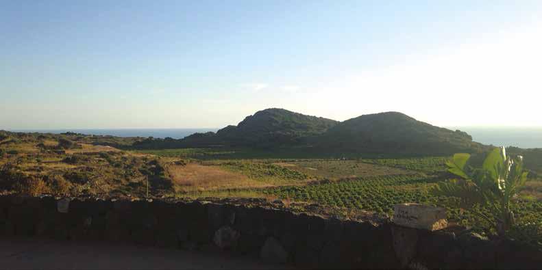 LA CAMPAGNA DI CROWDFUNDING Il progetto di riforestazione dell isola di Pantelleria sarà sostenuto da una campagna straordinaria di crowdfunding, realizzata a partire da febbraio 2017 in partnership
