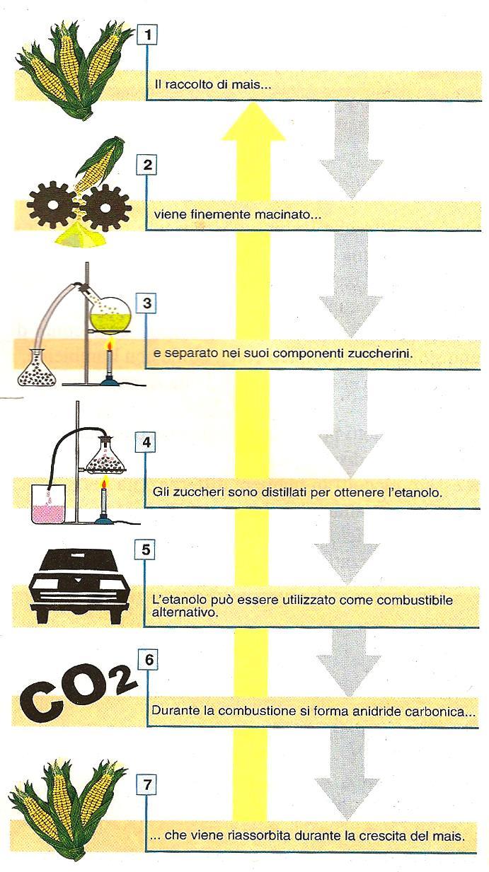 I BIOCARBURANTI Dalla fermentazione dei vegetali ricchi di