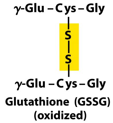 2 G SH G S S G + 2H + + 2e Tampone sulfidrilico con azione protettiva dei gruppi tiolici di proteine e altri composti ossidabili da perossidi e radicali liberi dell ossigeno Nel GLOBULO ROSSO