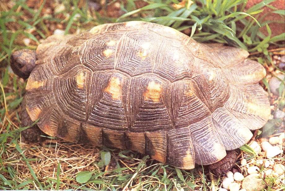 Testudo