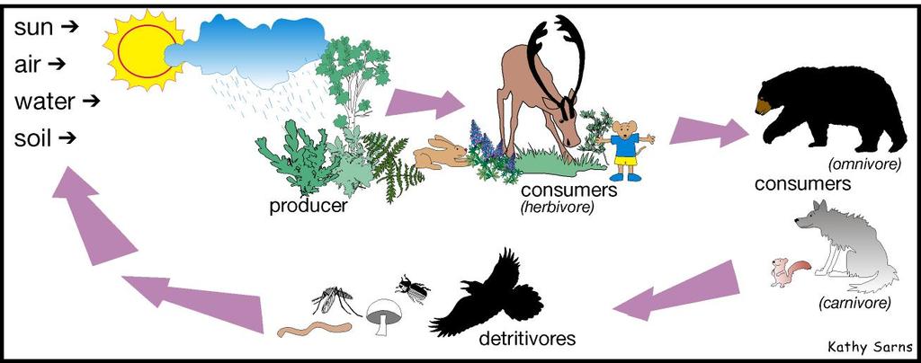 Le ralzioni di un ecosistema La catena alimentare descrive le relazioni tra gli organismi.