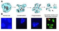 La cellula in apoptosi subisce modificazioni morfologiche e