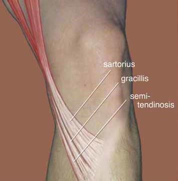 - tendine gracile - tendine semitendinoso - tendine semimembranoso Il punto d angolo postero-interno serve a stabilizzare la parte mediale dell articolazione e agisce congiuntamente al Legamento