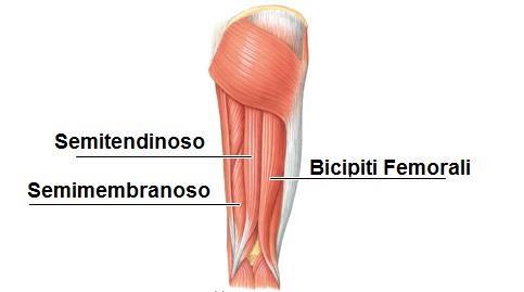 Questi quattro muscoli procedono verso la rotula formando un tendine comune detto Tendine Quadricipitale che si inserisce sulla patella, alcuni fasci continuano anteriormente ad essa per terminare