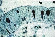 Ghiandole pluricellulari Intraparietali Intraepiteliali Esoepiteliali Coriali Sottomucose