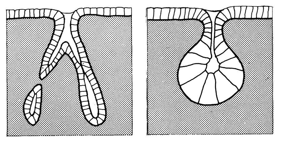 glomerulare Tubulare ramificata Acinosa (o alveolare)