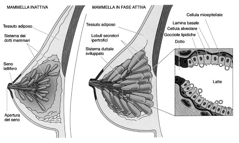 Ghiandola mammaria -BARONI È una gh. alveolare comp. formata da 15-25 lobi separati da t. connettivo. Ogni lobo ha un condotto lattifero che sbocca nel capezzolo.