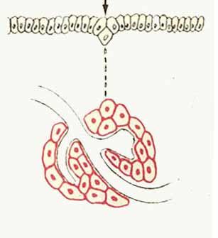 ghiandole esocrine endocrine Adenomero o parte