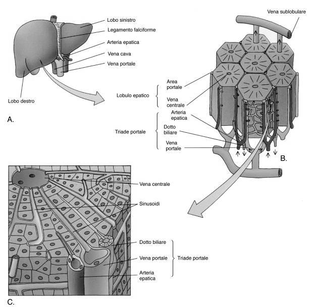 Ha funzione FEGATO esocrina ed endocrina Esocrina: bile Endocrina: proteine plasmatiche (protrombina,