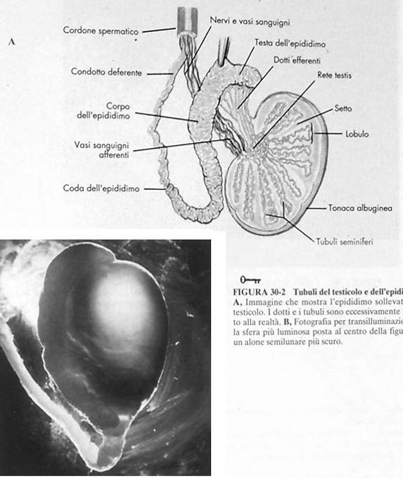 Il testicolo