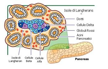 Sintesi dell insulina Cellule A: glucagone (20%) Cellule B: insulina (60-75%) Cellule D: somatostatina Cellule F: polipeptide pancreatico Figura 9 La biosintesi dell insulina che, come abbiamo detto
