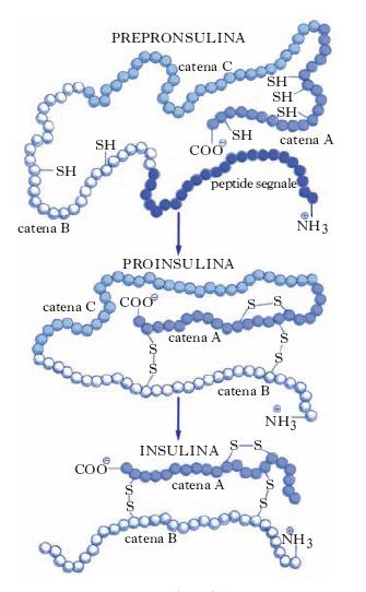 Sintesi dell insulina L insulina è prodotta nel RER delle cellule B come preormone, è tagliata, in proinsulina, ripiegata e trasportata nell apparato di Golgi.