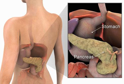 1 Introduzione Il pancreas è una ghiandola, di forma allungata (12-15 cm), annessa all apparato digerente. E situata trasversalmente nella parte superiore e posteriore della cavità addominale.