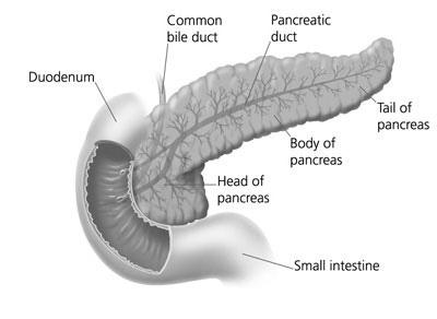 Figura 2 Il pancreas è preposto ad espletare due funzioni fisiologiche essenziali: La funzione esocrina, attraverso la quale