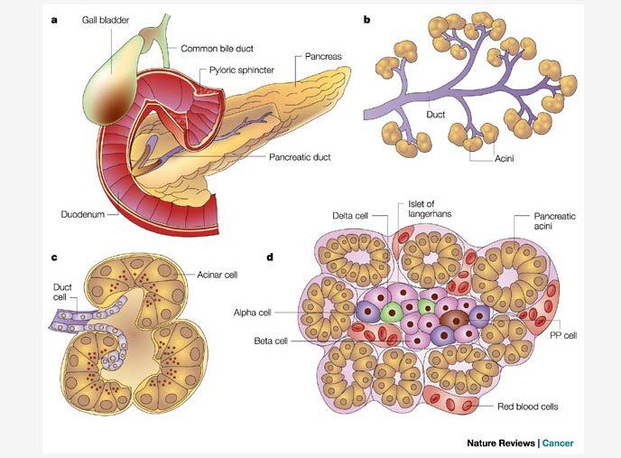 Introduzione Funzione esocrina Funzione endocrina Figura 5 Accenniamo brevemente alla funzione esocrina del pancreas che, come già detto consiste nella produzione del succo pancreatico.