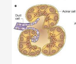 Introduzione Funzione esocrina del pancreas Le cellule acinari del pancreas producono enzimi digestivi, come la lipasi (assorbimento grassi), l amilasi (assorbimento carboidrati), la tripsina