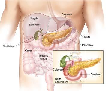 Sintesi dell insulina Le isole di Langerhans sono gruppi ovoidali di cellule, disseminati lungo tutto il pancreas (soprattutto nella coda), che costituiscono il 2% del suo volume, mentre la porzione