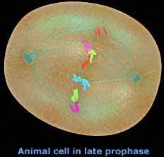 Profase