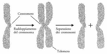 Cromosoma, cromatidi, centromero, telomeri.