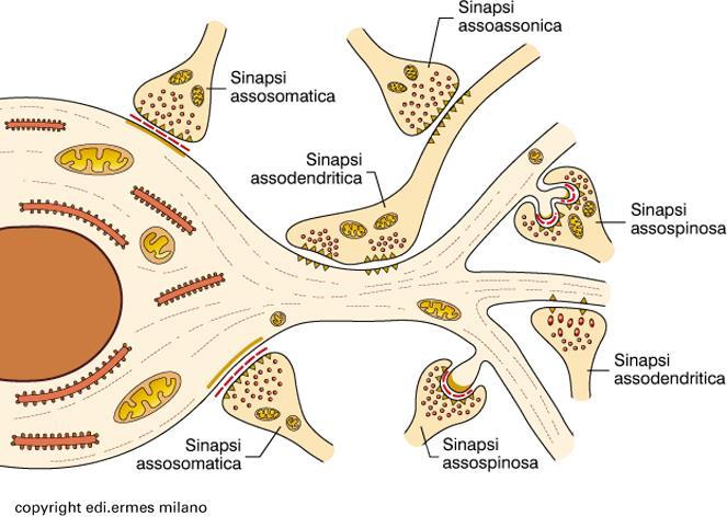 Tipi di sinapsi Assospinosa: