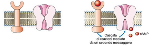 Meccanismo di azione nella membrana postsinaptica Ci sono due tipi di recettori: Recettori ionotropi Il legame del neurotrasmettitore al recettore apre direttamente un canale ionico.