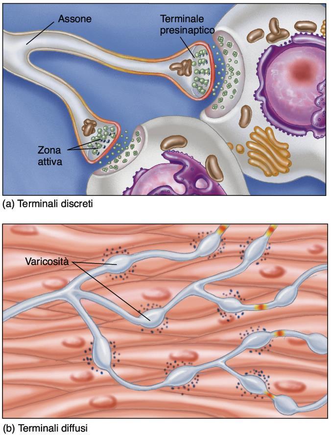Sinapsi chimiche diffuse e discrete Sinapsi discrete: il neurotrasmettitore è rilasciato in punti specifici e discreti del terminale presinaptico chiamati zone