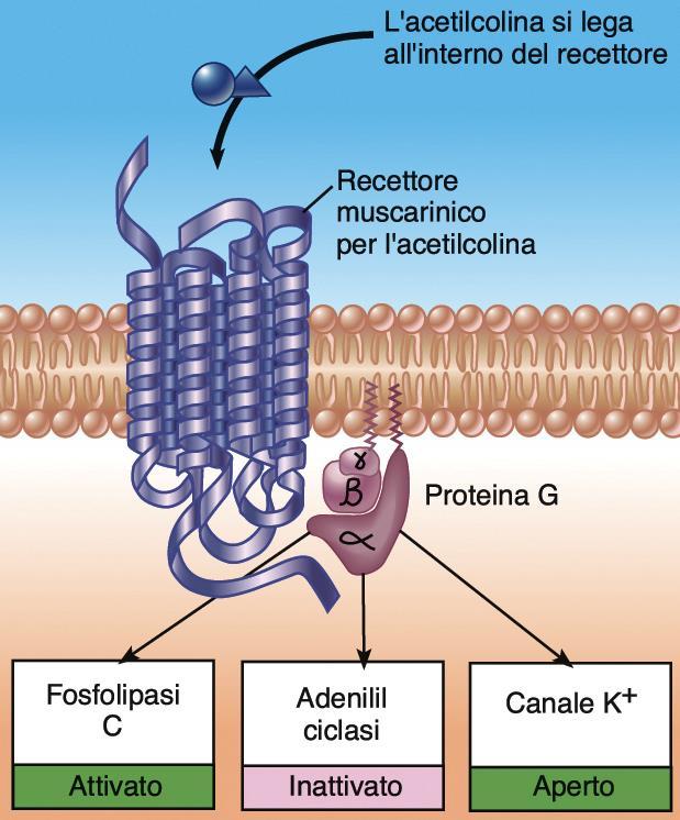 Recettori muscarinici Due tipi (M 1 e M 2 ) con 7 domini Agiscono tramite una proteina G M 1 : diminuzione g K,