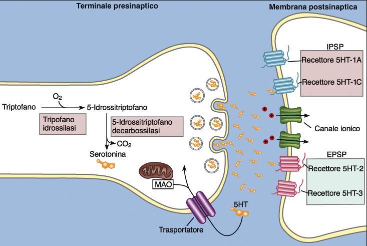 Ammine biogene - Serotonina Serotinina o 5-idrossitriptamina (5HT), soprattutto nel tronco Diversi recettori: 5-HT 1A : aumenta g K,