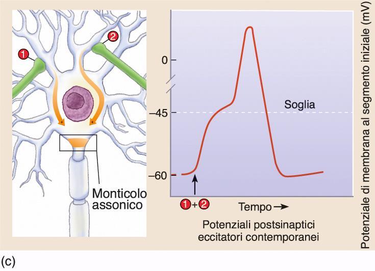 Sommazione spaziale di EPSP Vari EPSP generati