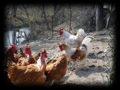 5 Sorveglianza avicoli Al 29/07/2014 il CESME ha confermato la positività in un pollo di un allevamento avicolo rurale in Sicilia.
