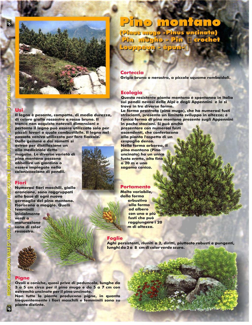 Pino uncinato (eretto e prostrato) Pinus montana Turra (uncinato eretto) Pinus